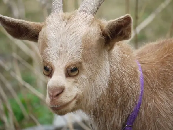 animals-with-eyes-on-front-goat