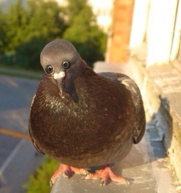 animals-with-eyes-on-front-pigeon