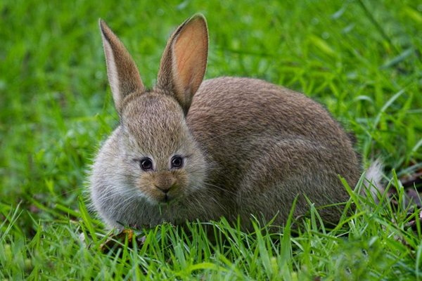 animals-with-eyes-on-front-rabbit