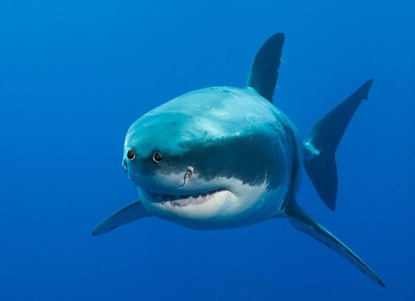 animals-with-eyes-on-front-shark