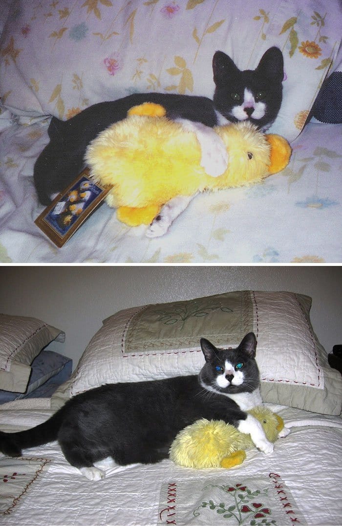 black-cat-and-duck