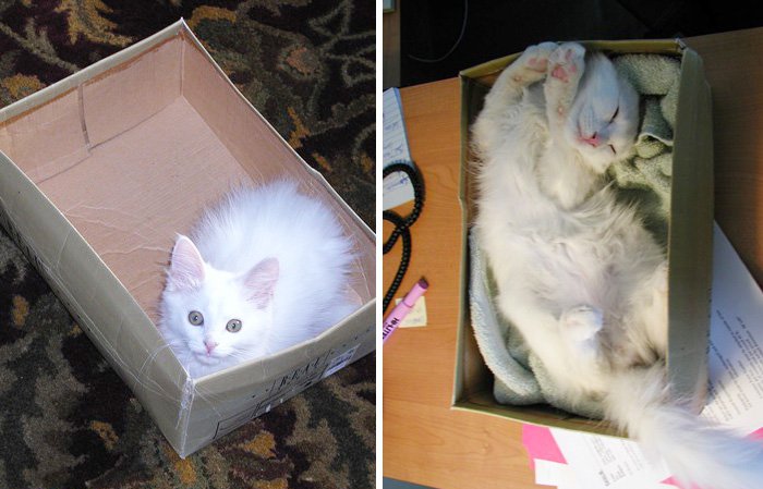 cat-and-box