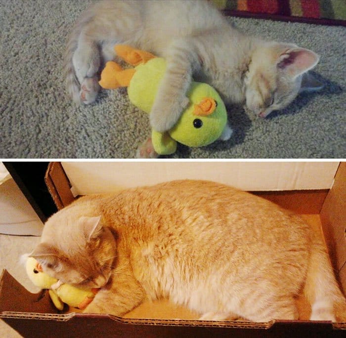 cat-and-duck
