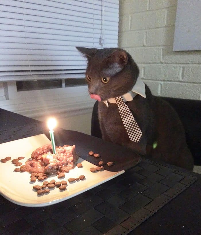 cat bday