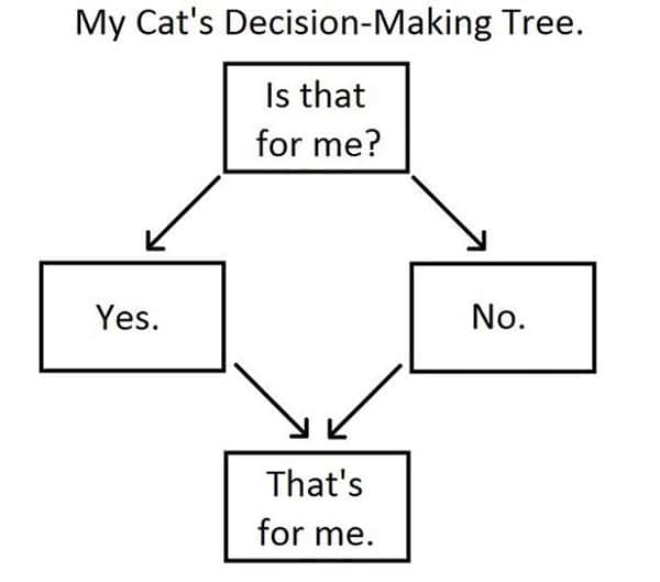 cat decision making tree