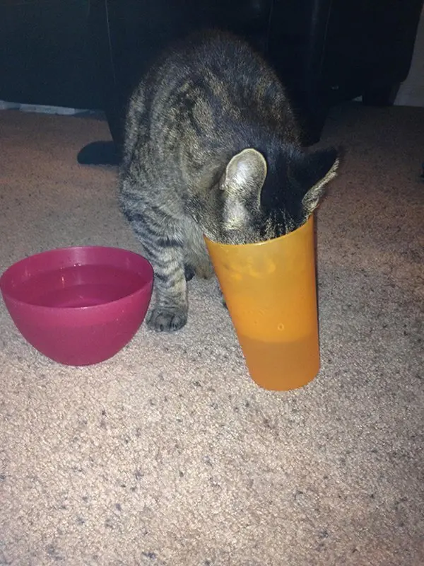 cat drinking from glass instead of bowl
