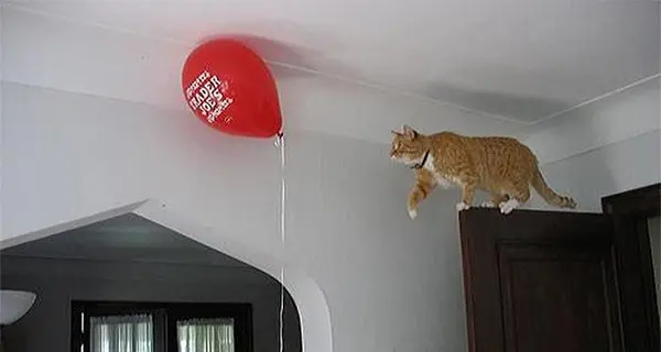 cat going for balloon