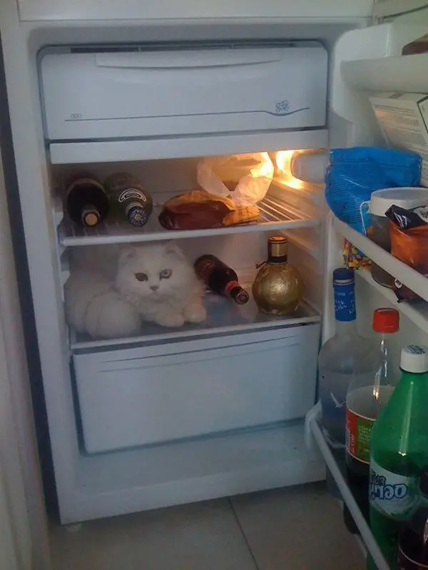 cat in fridge