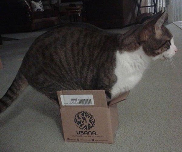 cat in small box