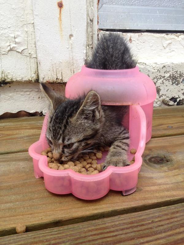 cat inside food dispenser