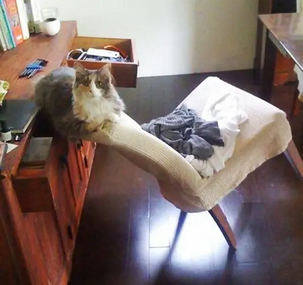 cat leaning on chair