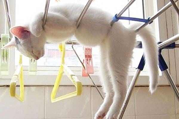 cat leaning on rails