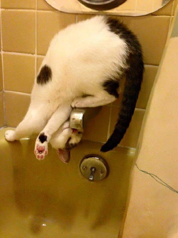 cat-logic-best-water