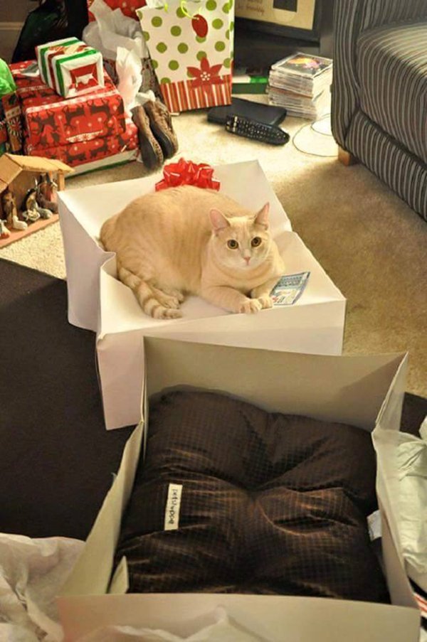 cat-logic-on-box-not-cushion