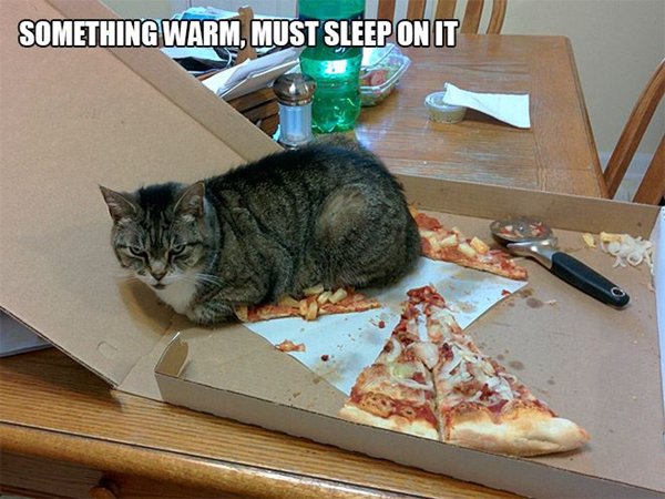 cat-logic-pizza