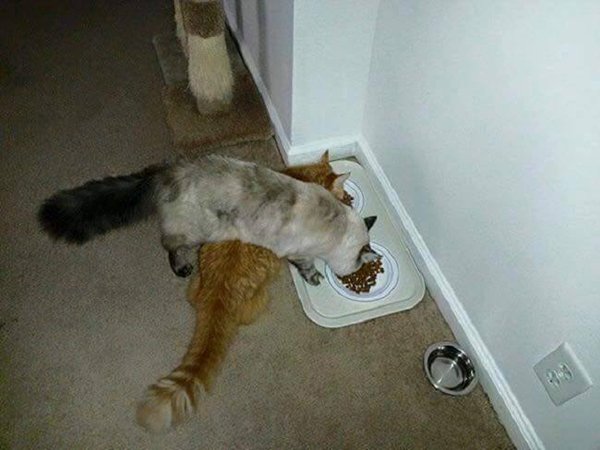 cat-logic-quickest-route-to-food