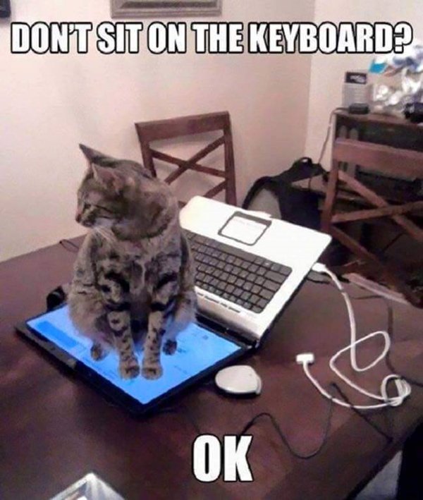 cat-logic-sit-on-laptop-screen