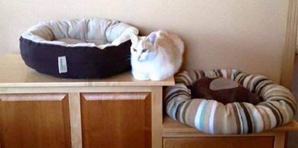 cat-logic-sleep-in-between-two-beds