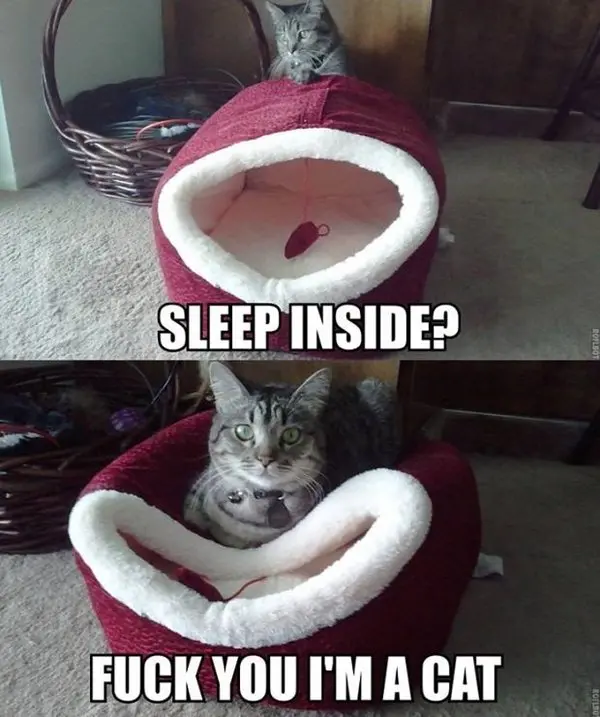 cat-logic-sleep-on-top