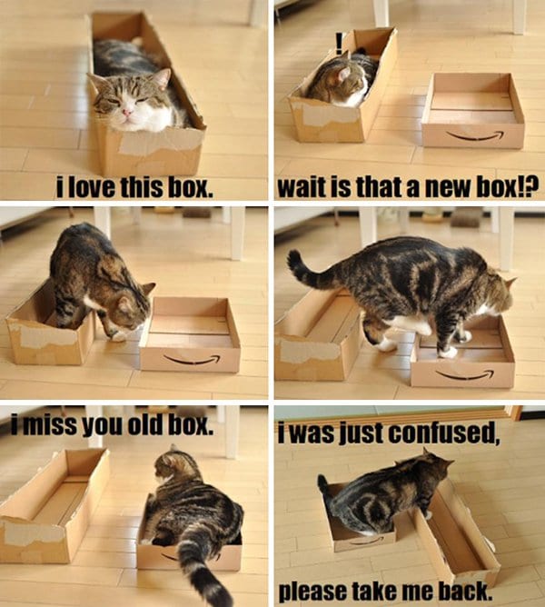 cat loves boxes