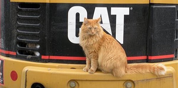 cat on cat machine