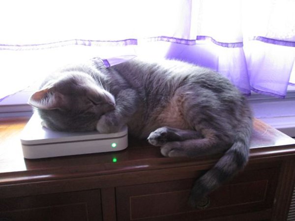 cat on wifi modem