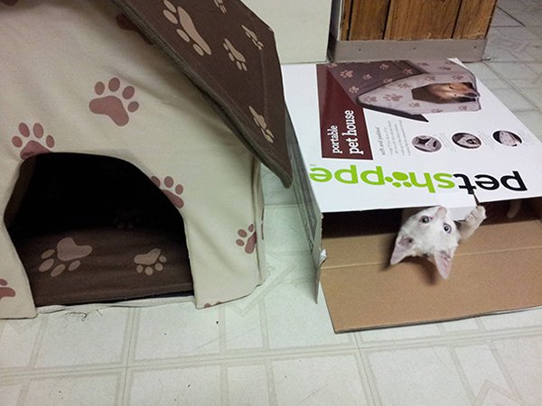 cat playing with house box