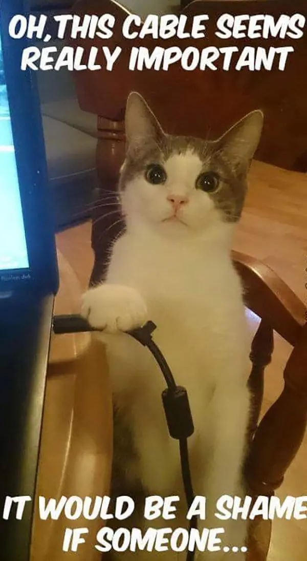 cat pulling cable