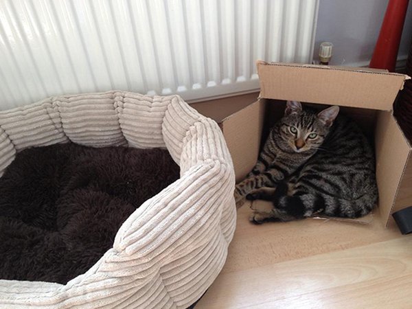 cat sitting in box instead of bed