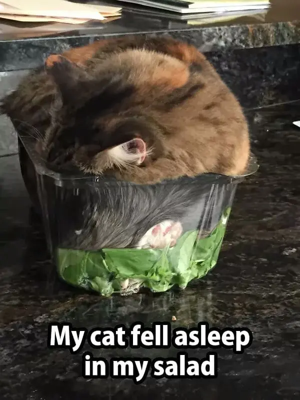 cat sleeping in salad