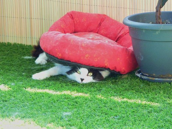 cat underneath bed