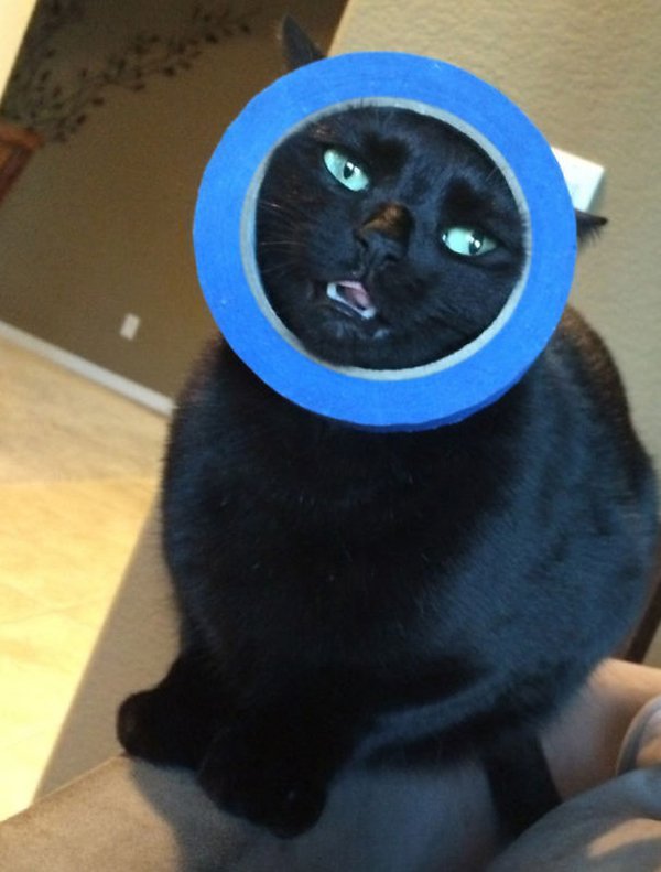 cat with face stuck in tape