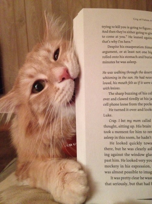 cats-and-books-chomp