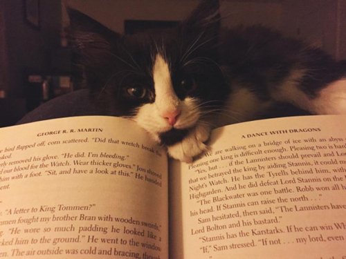 cats-and-books-nose