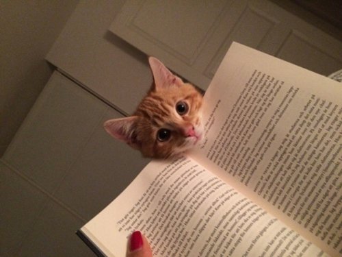 cats-and-books-orange