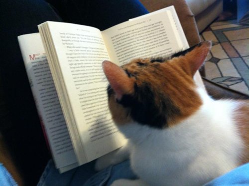 cats-and-books-tortie