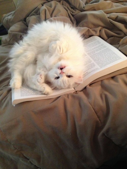 cats-and-books-white