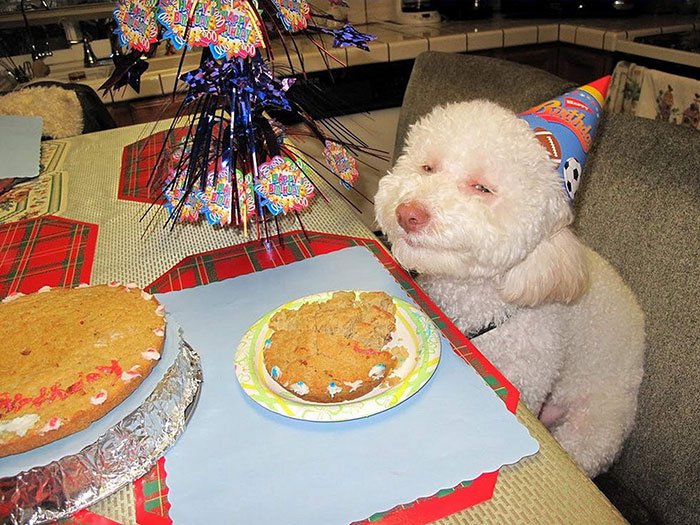 dog cake