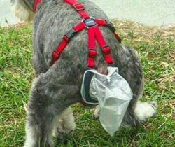 dog-poop-collector-trap