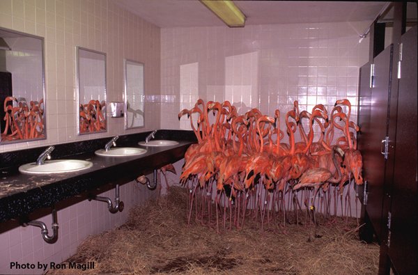 historical-photos-flamingos-in-bathroom-miami-zoo-hurricane-andrew-1992