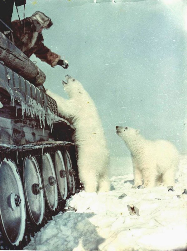 historical-photos-soldiers-feeding-polar-bears-1950