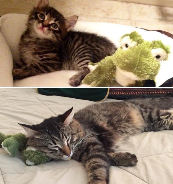 kitty-and-frog