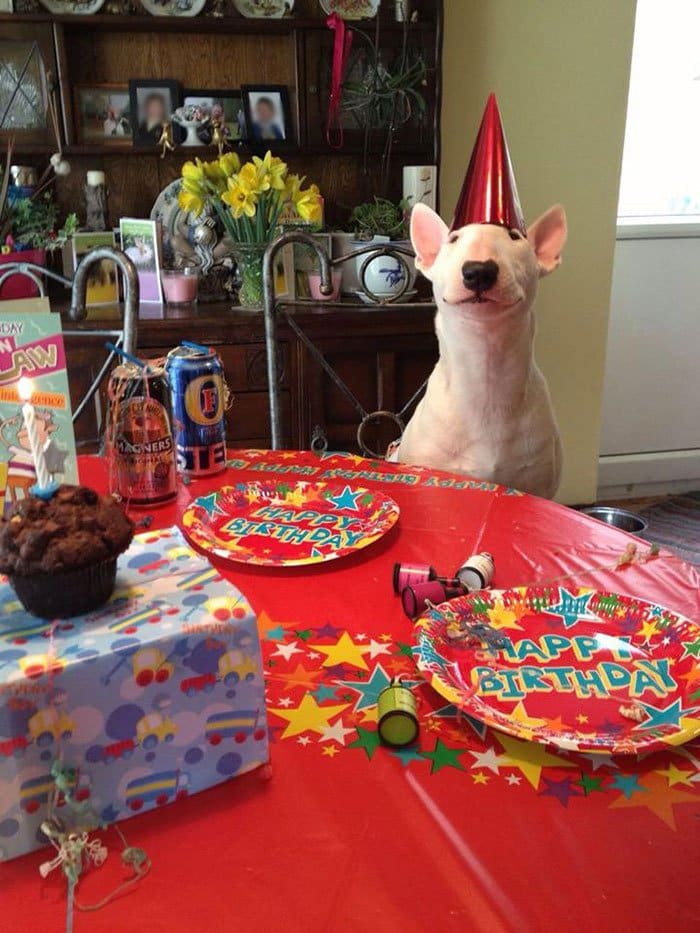 party dog