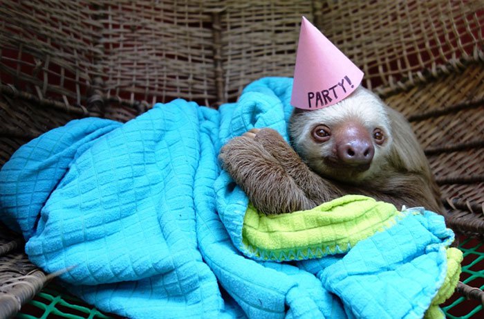 party sloth
