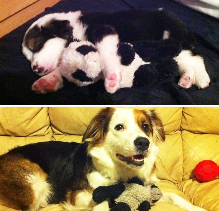 puppy-and-now