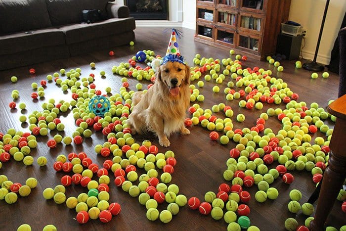 tennis balls dog