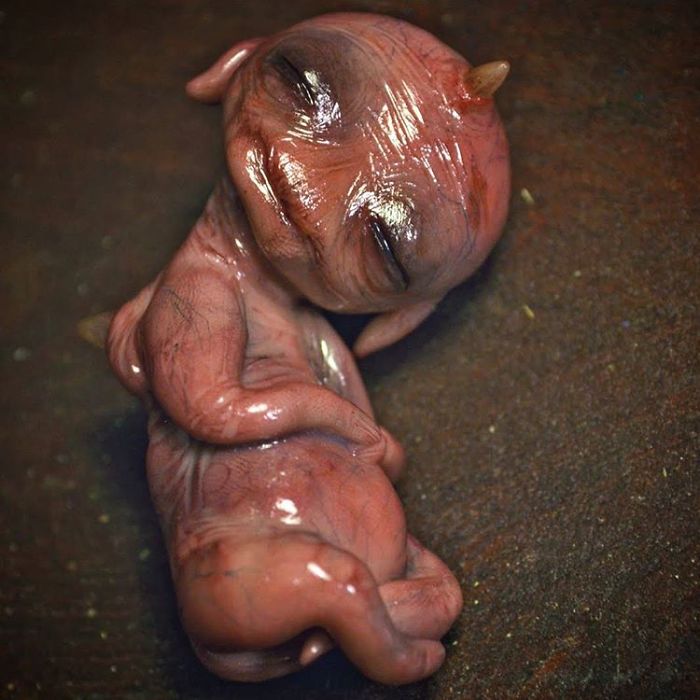unborn-alien