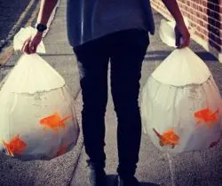 goldfish-bowl-trash-bags