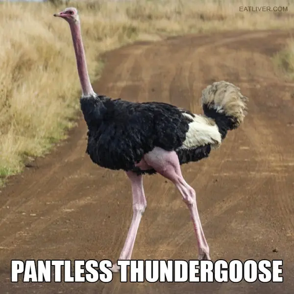 alternative-animal-names-ostrich-pantless-thundergoose
