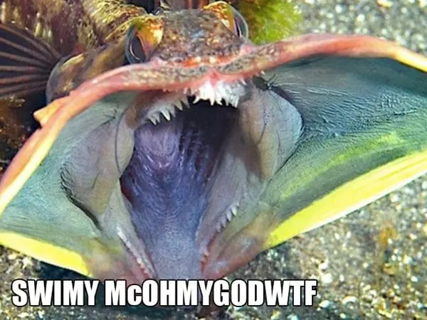 alternative-animal-names-swimy-mcohmygodwtf